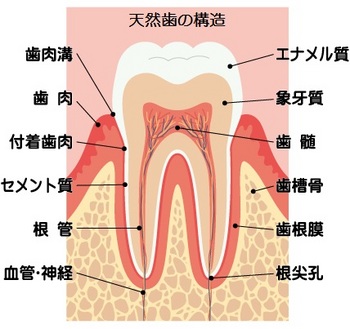 歯の構造（ブログ用）.jpg